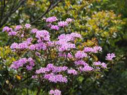 Image of Rhododendron breviperulatum Hayata