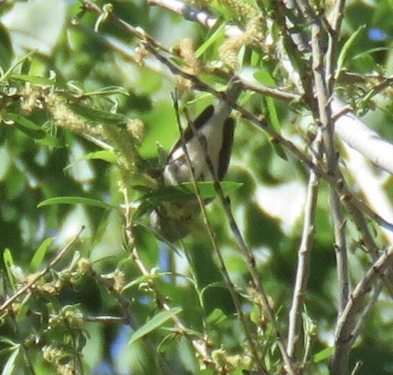 Leiothlypis luciae (Cooper & JG 1861) resmi