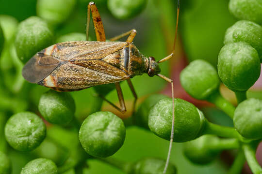 Image of Closterotomus fulvomaculatus (De Geer 1773)