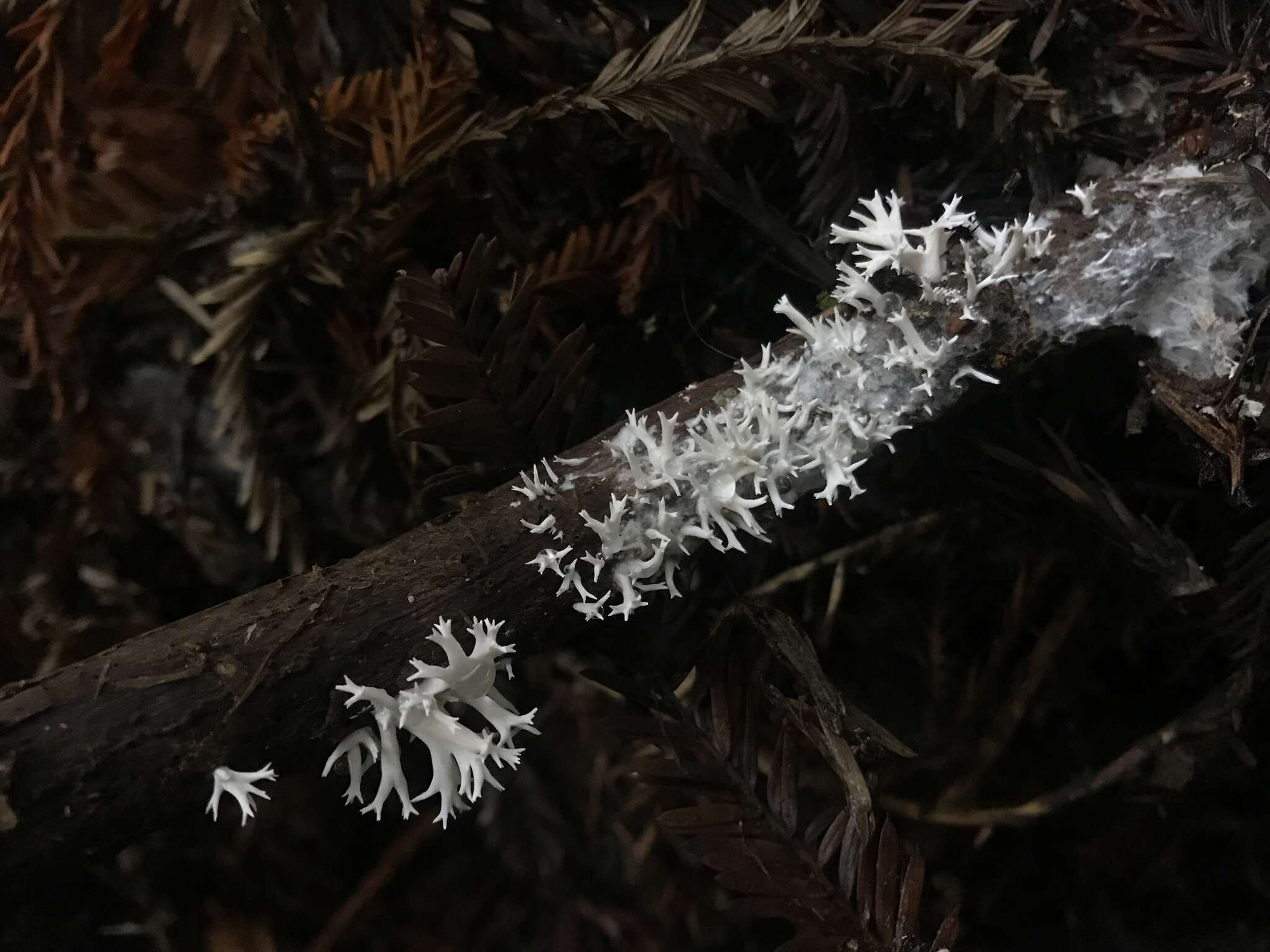 Ramaria pinicola (Burt) Corner 1961 resmi