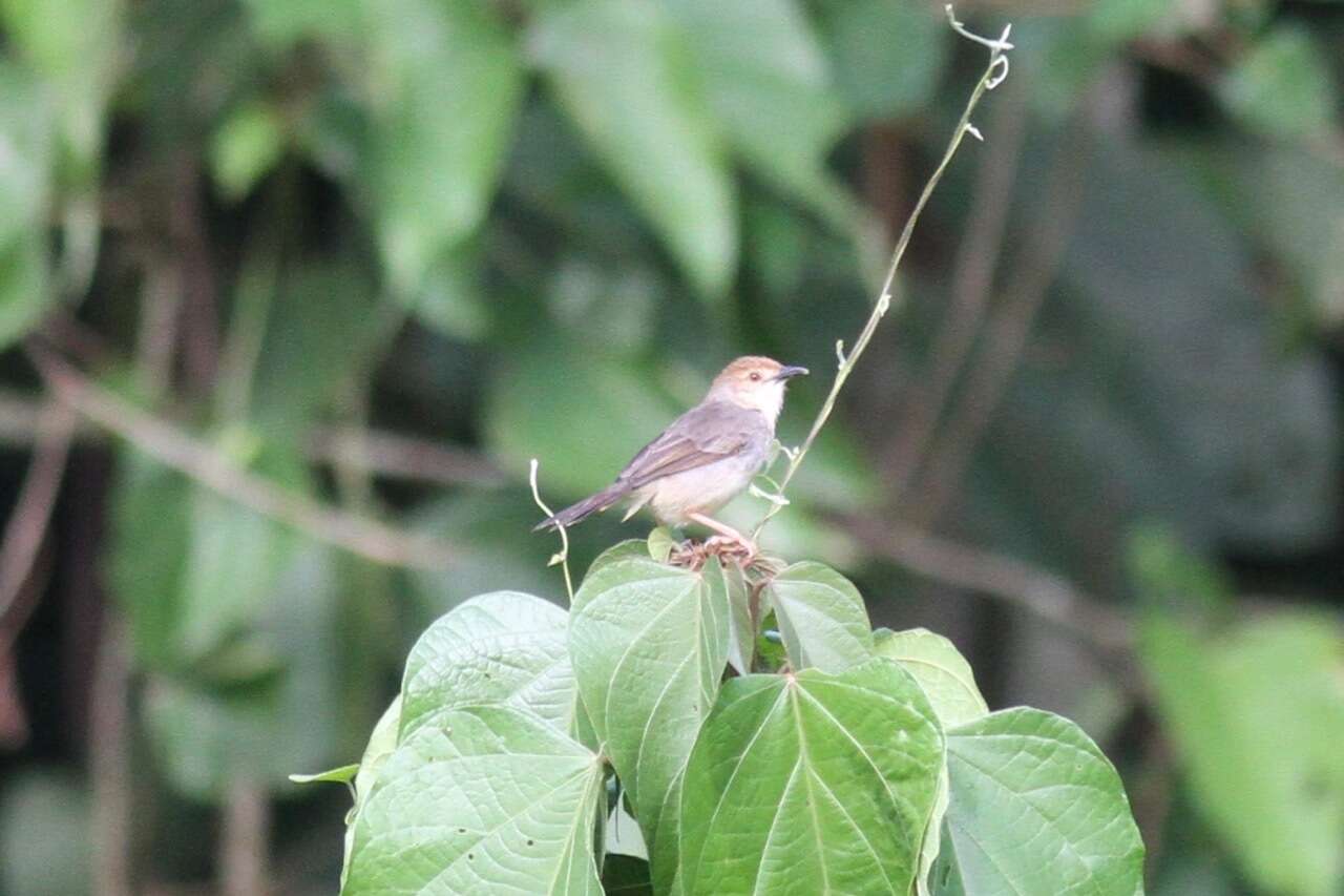 Image of Chattering Cisticola