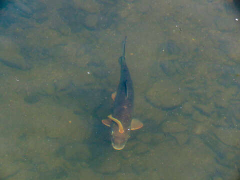 Image of Ohio lamprey