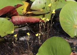 Plancia ëd Utricularia geminiscapa Benj.