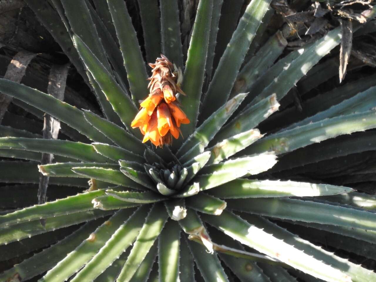 Слика од Dyckia reitzii L. B. Sm.