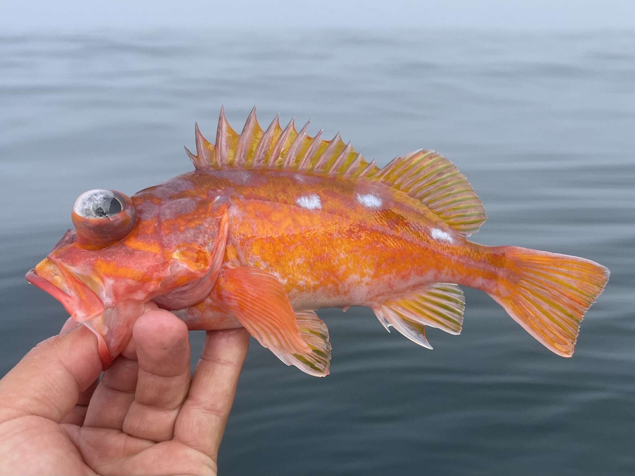 Image of Rosy rockfish