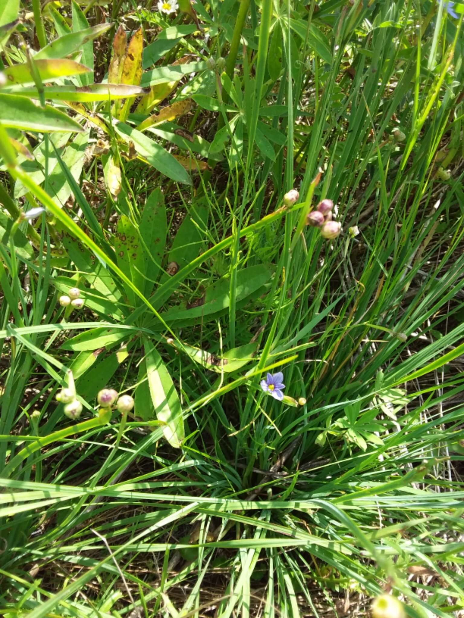 Image of strict blue-eyed grass