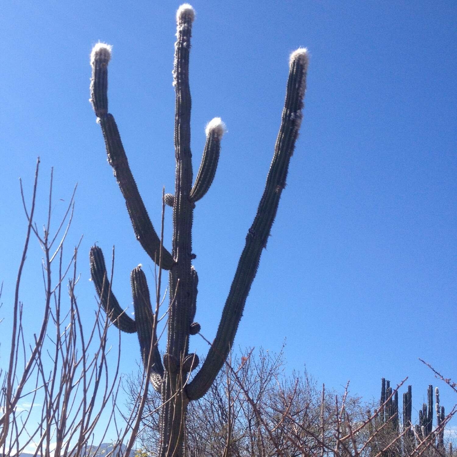 Pilosocereus quadricentralis (E. Y. Dawson) Backeb. resmi