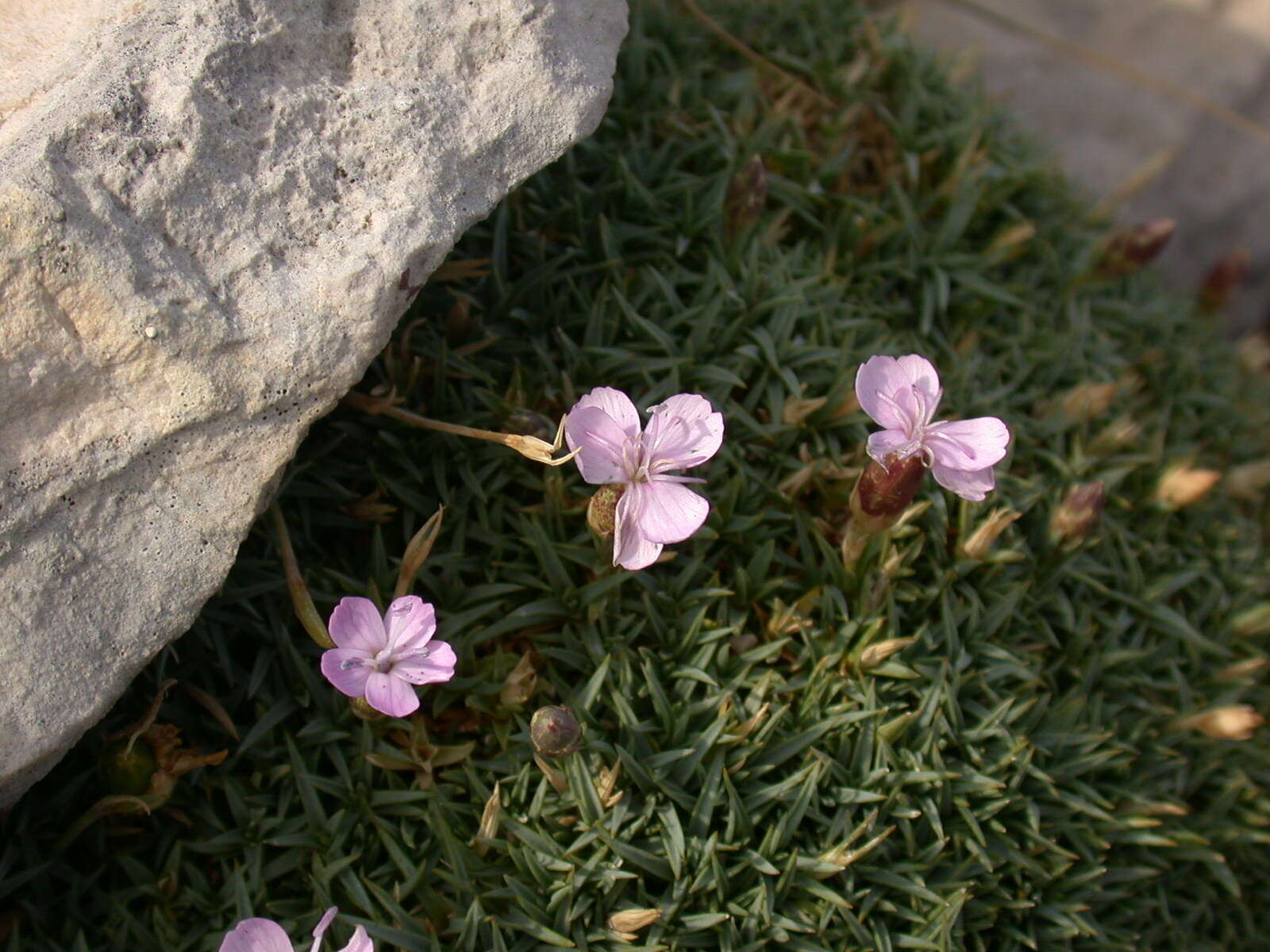 Слика од Dianthus subacaulis Vill.