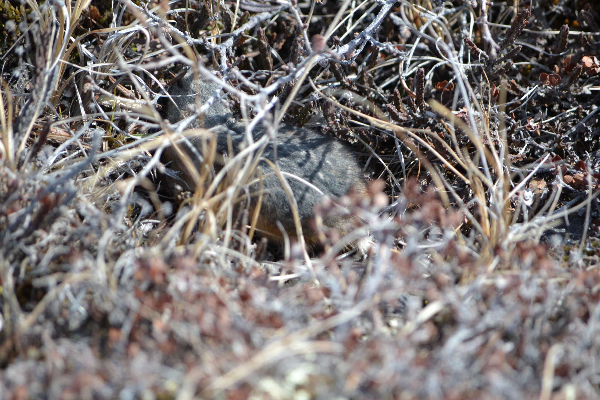 Image of Bering collared lemming