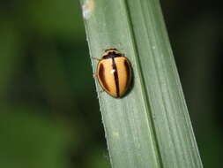 Image of Lady beetle