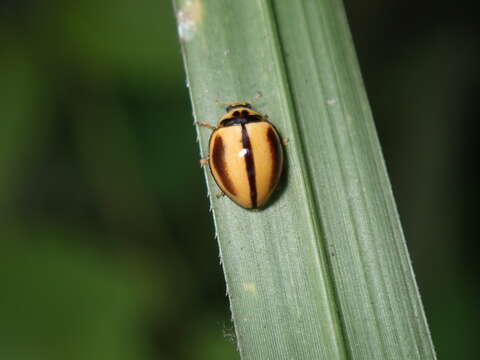 Image of Lady beetle