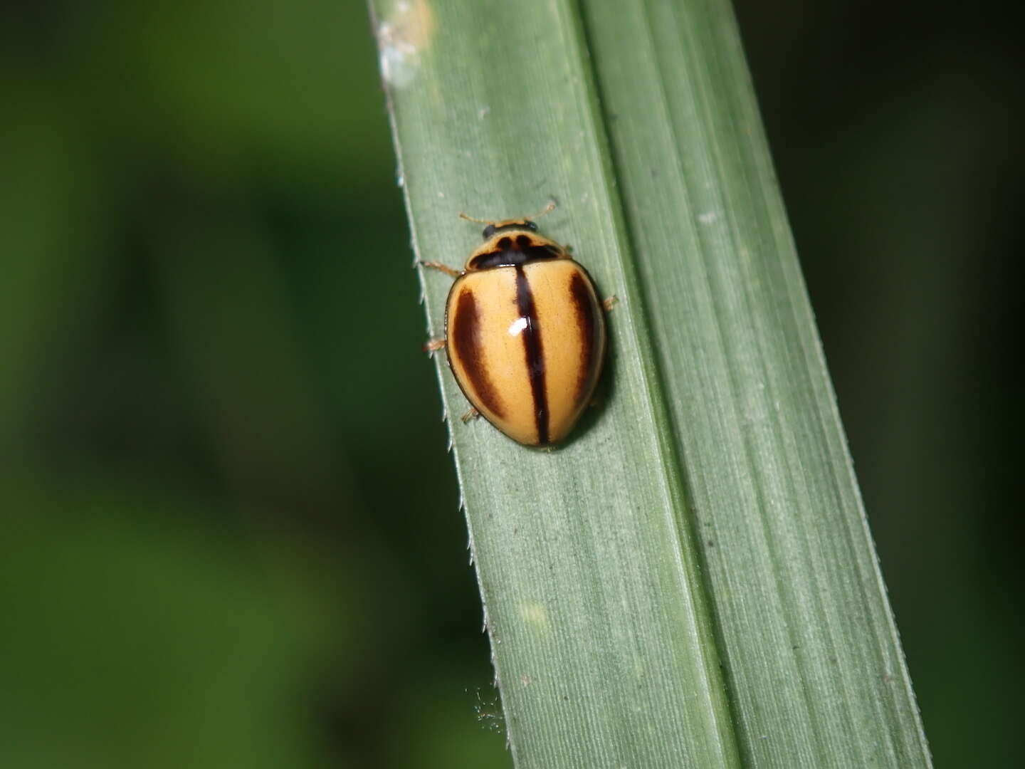 Image of Lady beetle