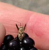 Image of Phytocoris varipes Boheman 1852