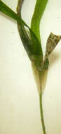 Image of Thalassodendron leptocaule Maria C. Duarte, Bandeira & Romeiras