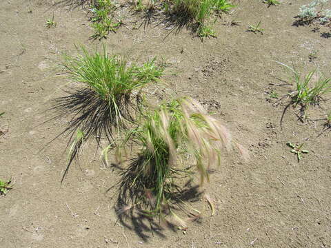 Image of Hordeum jubatum L.