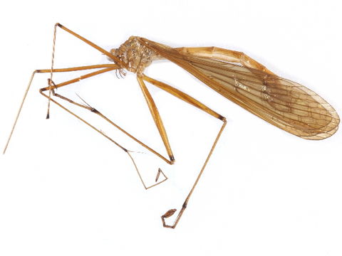 Image of hangingflies