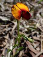 Слика од Isotropis cuneifolia (Sm.) B. D. Jacks.