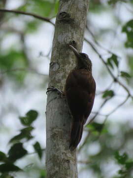 Image of Elegant Woodcreeper