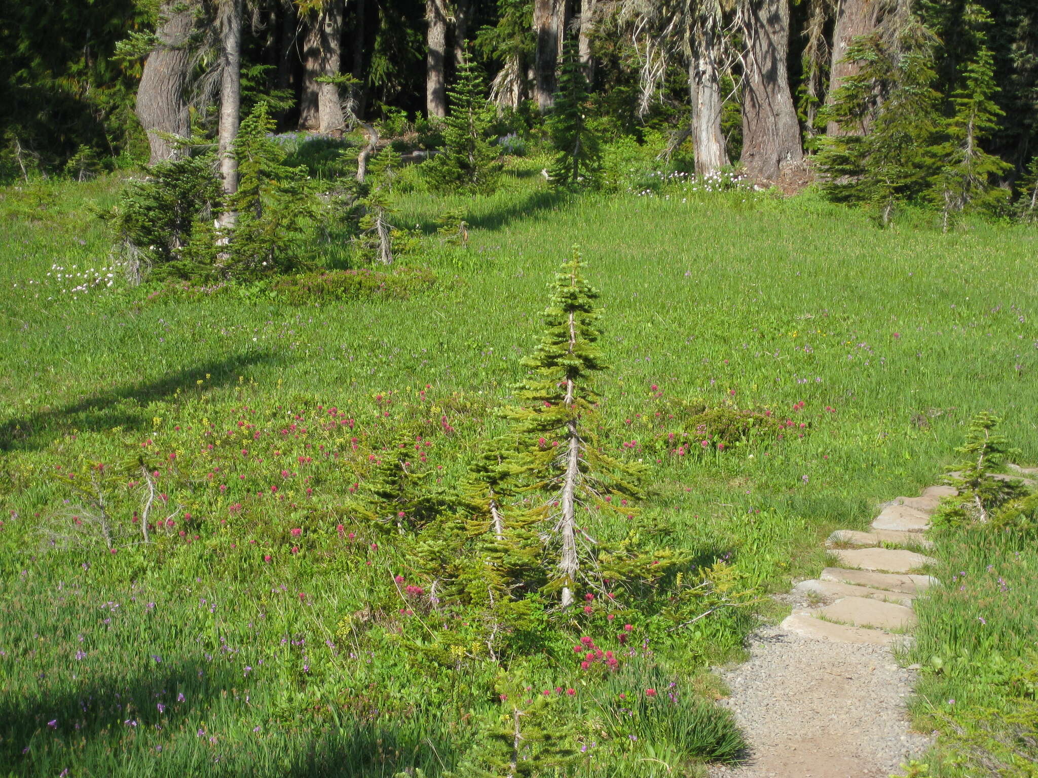 Image of Henry Indian paintbrush