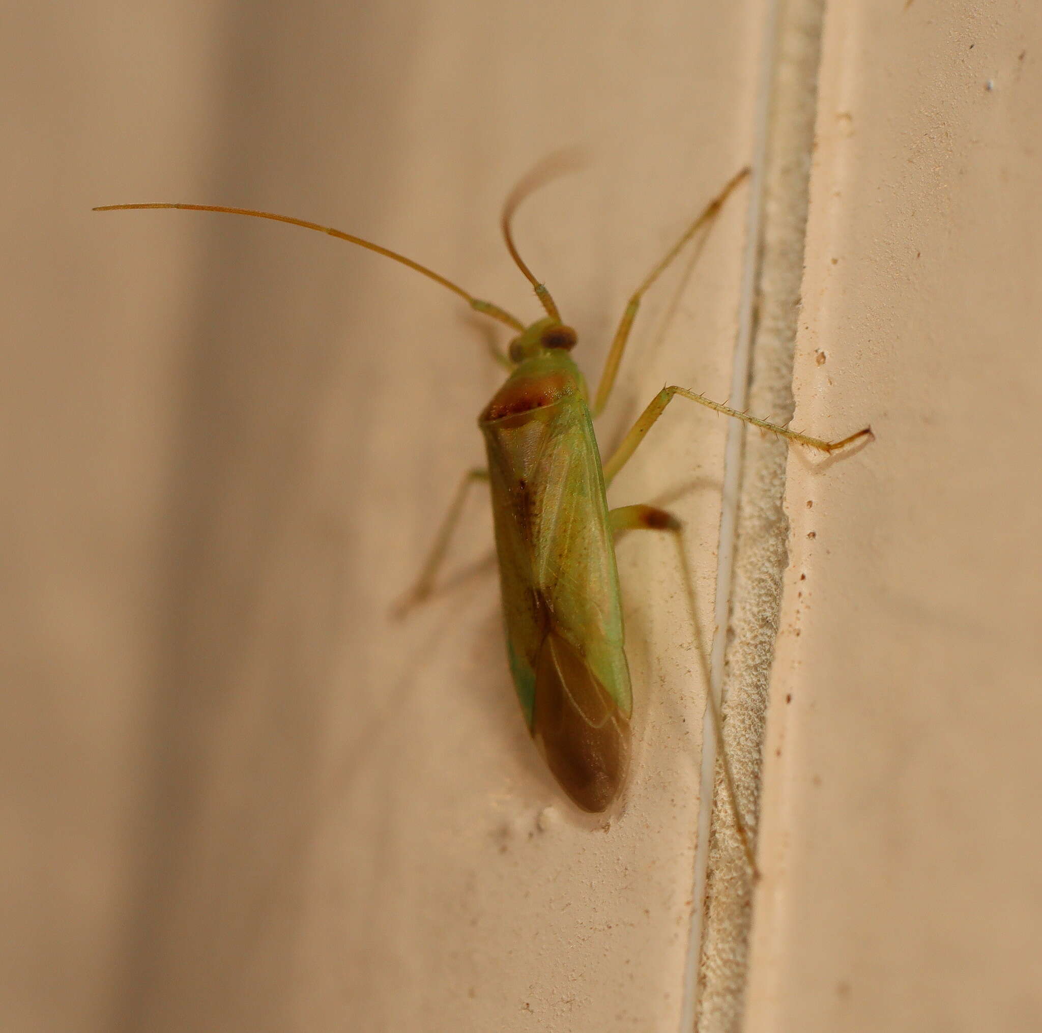 Image of green mirid