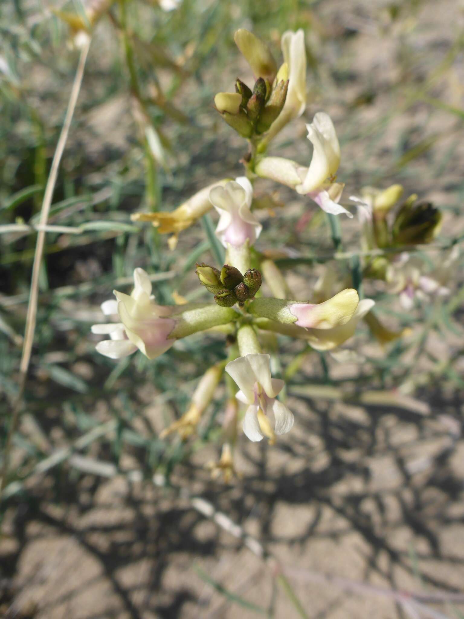 Imagem de Astragalus sclerocarpus A. Gray