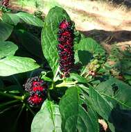 Image of Phytolacca acinosa Roxb.