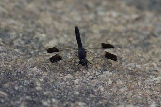 Brachythemis leucosticta (Burmeister 1839) resmi