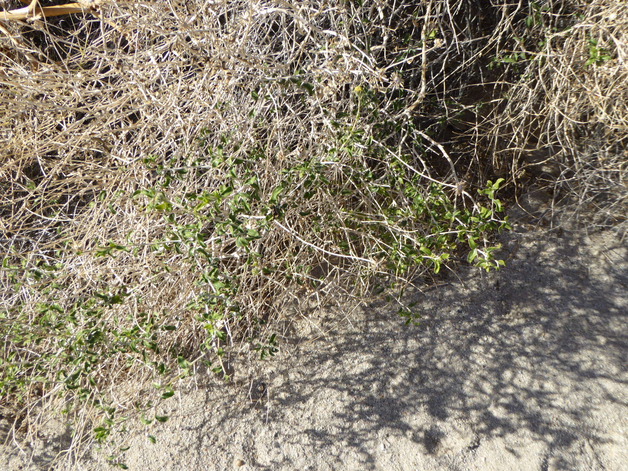 Sivun Encelia frutescens (A. Gray) A. Gray kuva