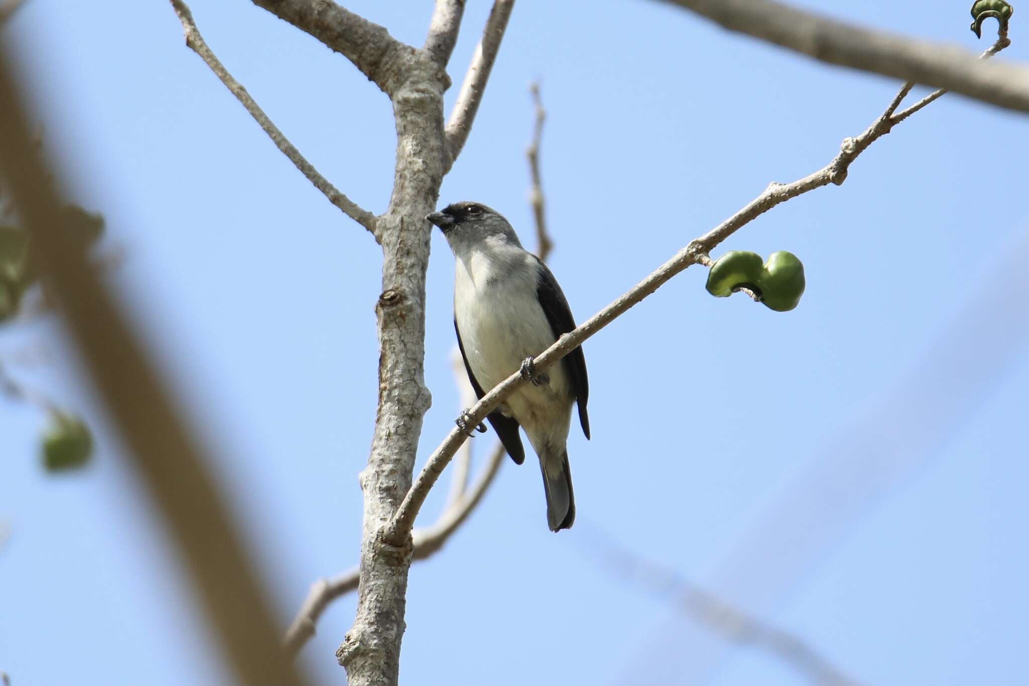 Image of Plain-colored Tanager