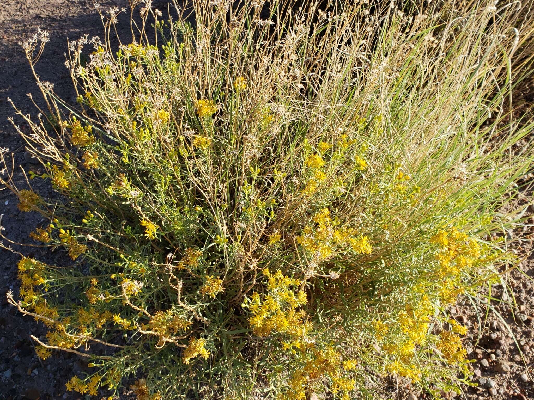 Image of Rusby's goldenbush