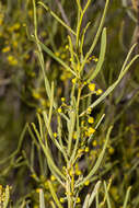 Image of <i>Senna artemisioides</i> subsp. <i>petiolaris</i>