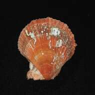 Azumapecten farreri (Jones & Preston 1904) resmi