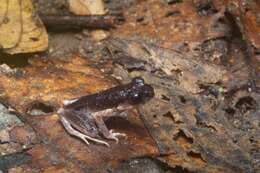 Image de Leptobrachella fritinniens (Dehling & Matsui 2013)