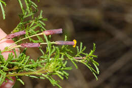 Tagetes multiflora Kunth resmi