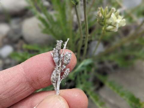 Image of field locoweed