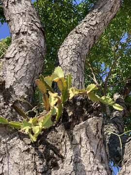 Image of Rhipsalis russellii Britton & Rose