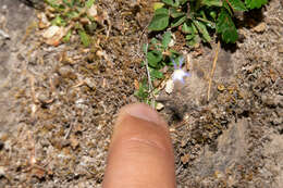 Image of Lobelia flexuosa subsp. flexuosa