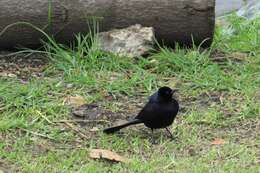 Image of Shiny Cowbird