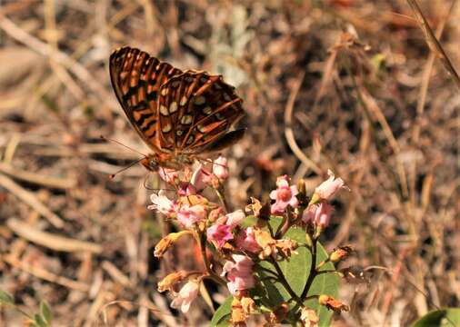 Image de Speyeria zerene gloriosa Moeck 1957