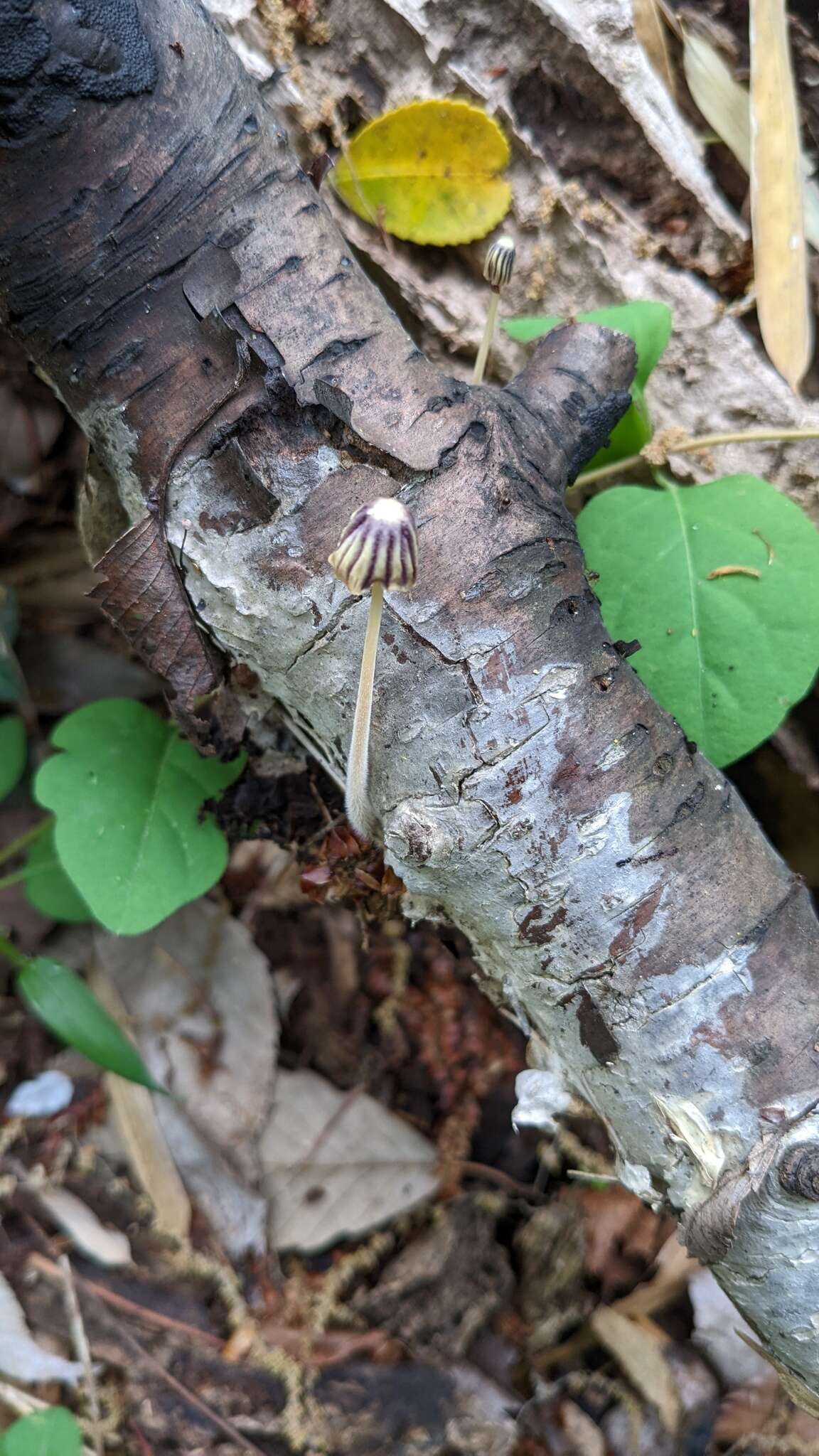 Image of Marasmius purpureostriatus Hongo 1958