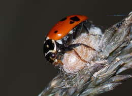 صورة Dinocampus coccinellae paralysis virus