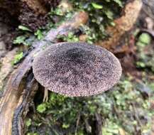 Image of Pluteus similis E. Horak 2008