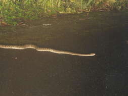 صورة Protobothrops flavoviridis (Hallowell 1861)