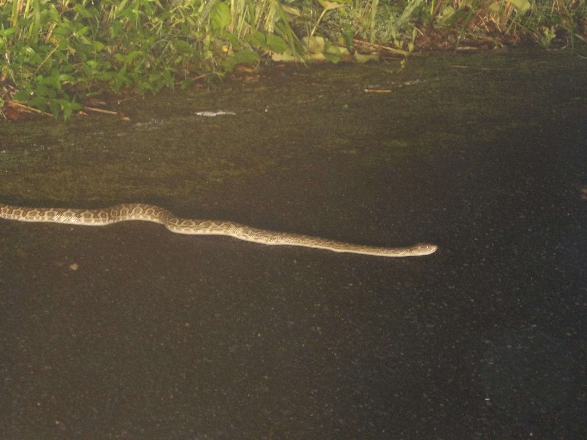 صورة Protobothrops flavoviridis (Hallowell 1861)