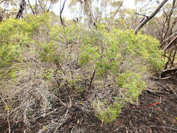 Image de Melaleuca acuminata subsp. acuminata