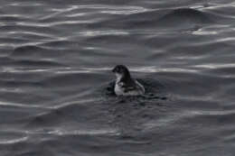 Image of Least Auklet