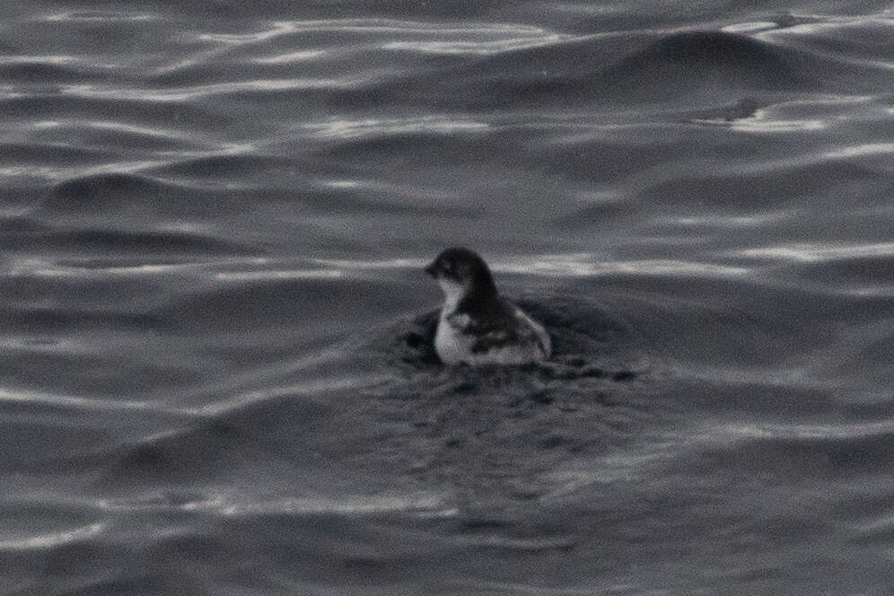 Image of Least Auklet