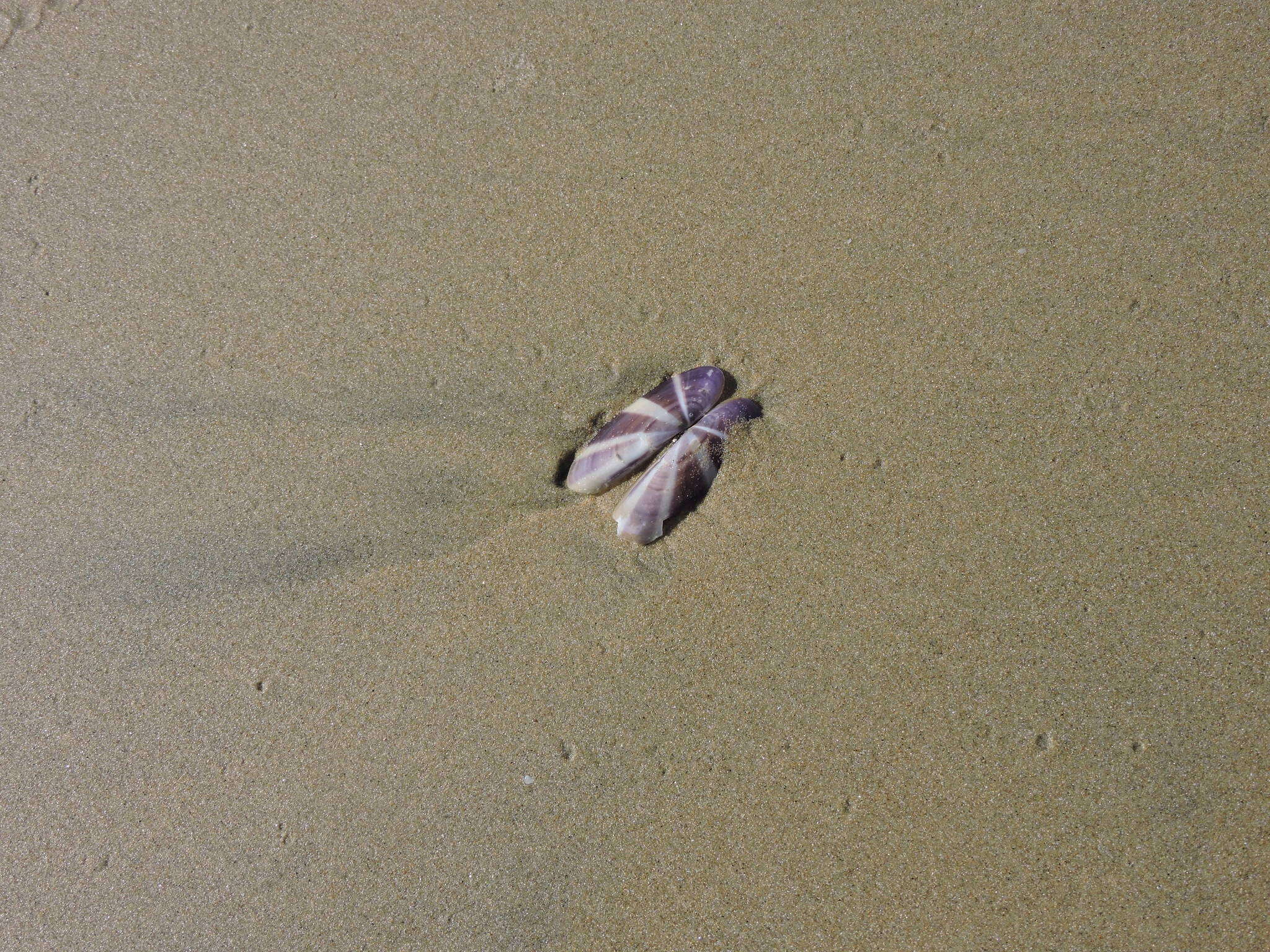 Image of sunset razor clam