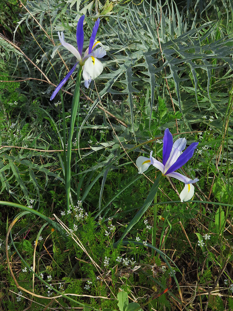 Image of Spanish iris