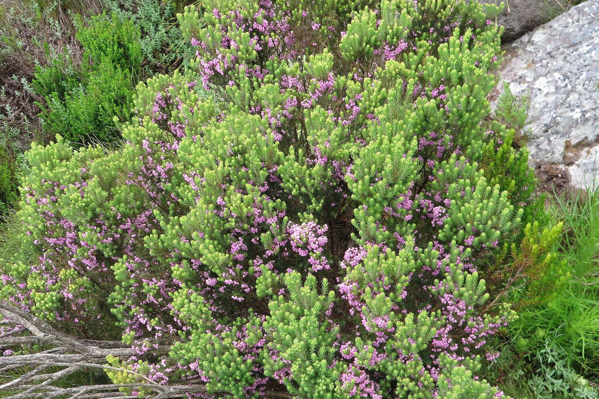 Image de Erica caterviflora Salisb.